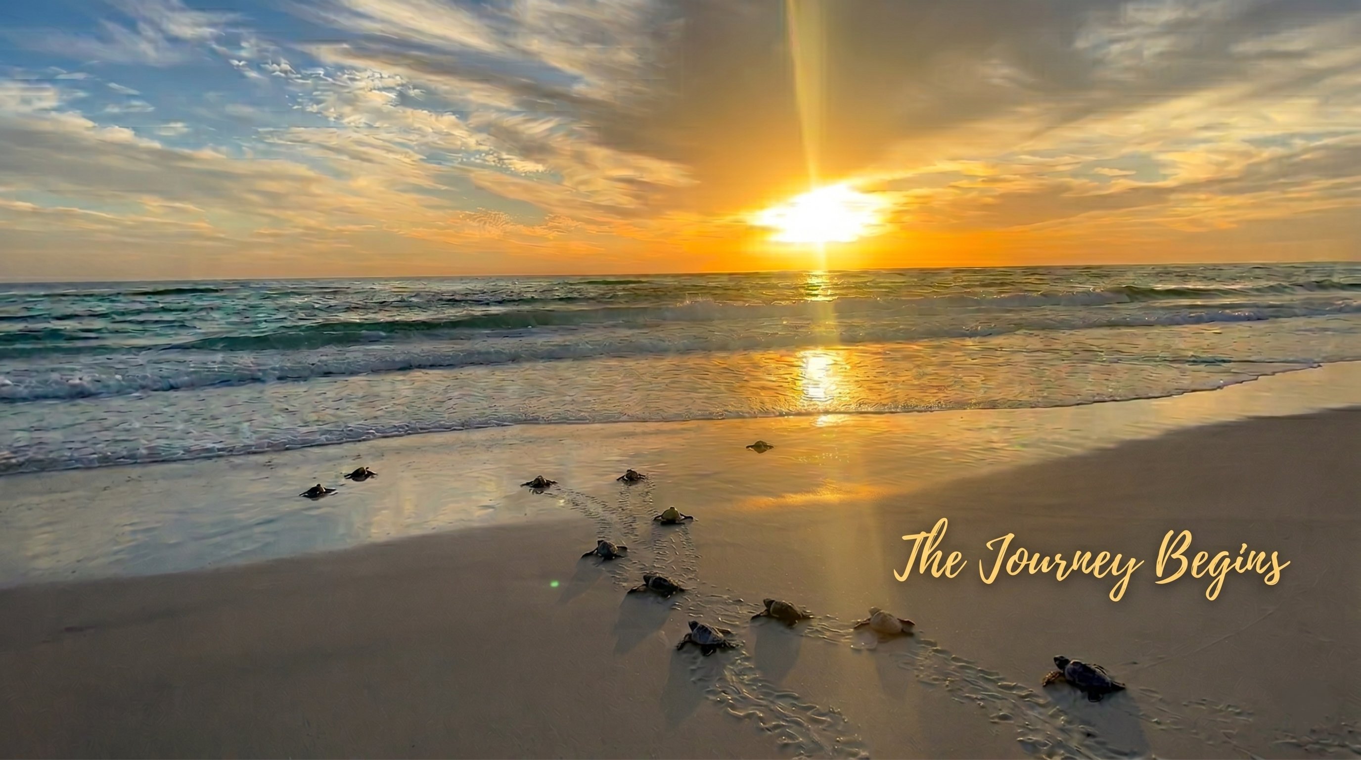 Baby sea turtles making their way toward the ocean at sunset. The Journey Begins.
